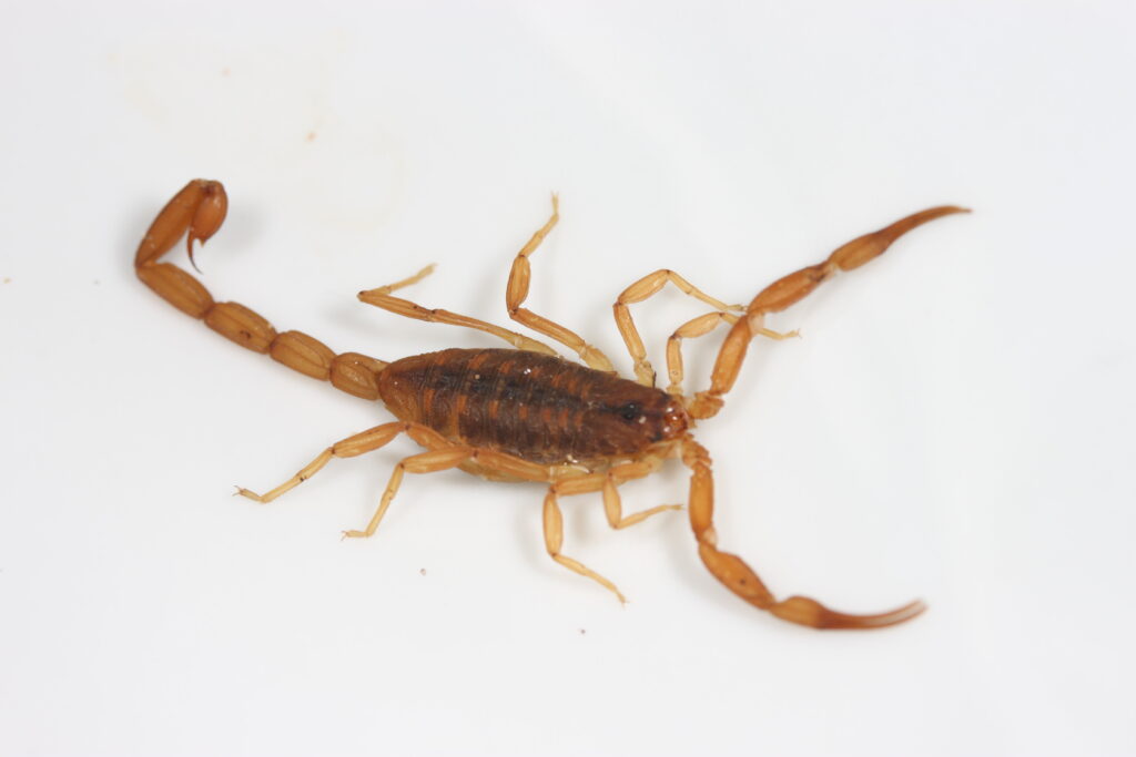 Descubrieron en Corrientes una nueva especie de escorpión