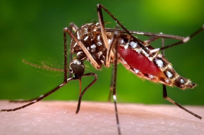Se liberarán 2.400 millones de mosquitos genéticamente modificados